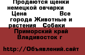 Продаются щенки немецкой овчарки!!! › Цена ­ 6000-8000 - Все города Животные и растения » Собаки   . Приморский край,Владивосток г.